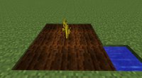 Fast Melon Production