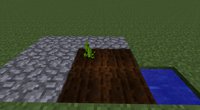 Planted Melon Seeds